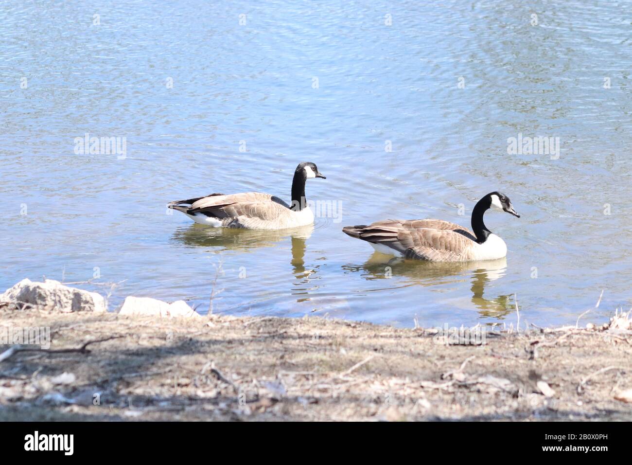 Canada goose queenstown wa hotsell