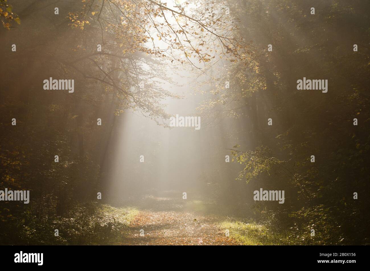 Forest path with sun rays hi-res stock photography and images - Alamy