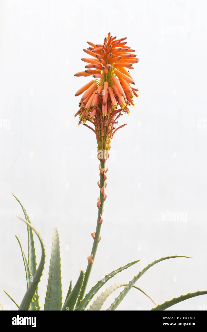 Aloe arborescens flowering aloe plant Stock Photo - Alamy