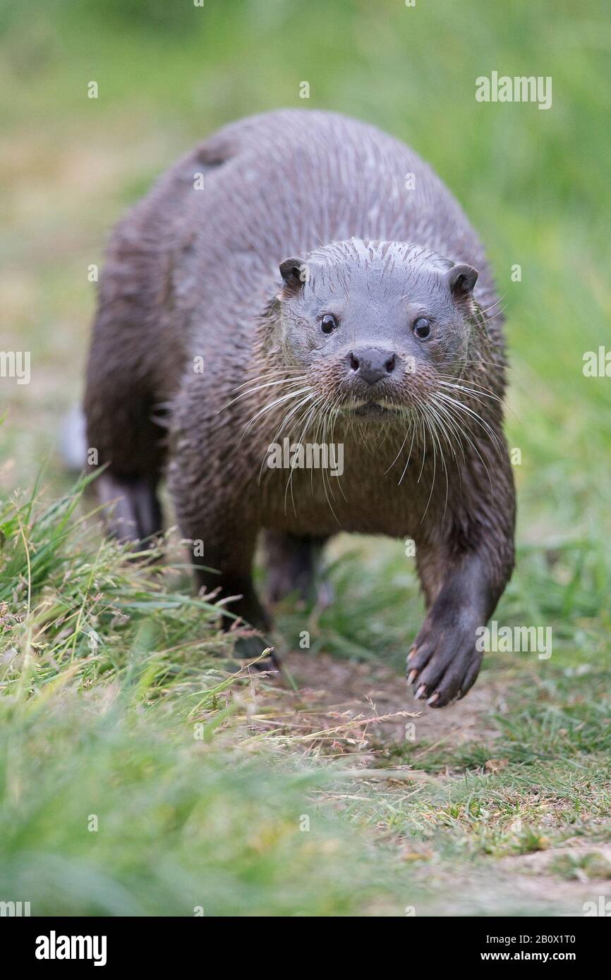 Common Otter (Lutra lutra) Stock Photo