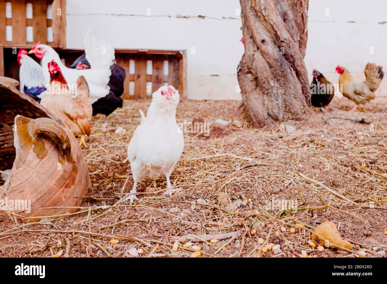 Roosters and chickens on the floor of a chicken coop in a farm with