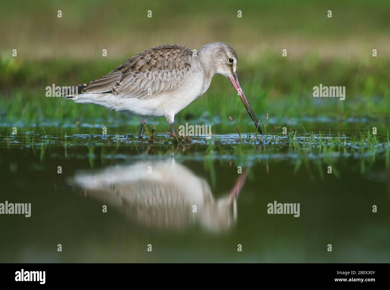 Hudsonian Godwits Hi-res Stock Photography And Images - Alamy