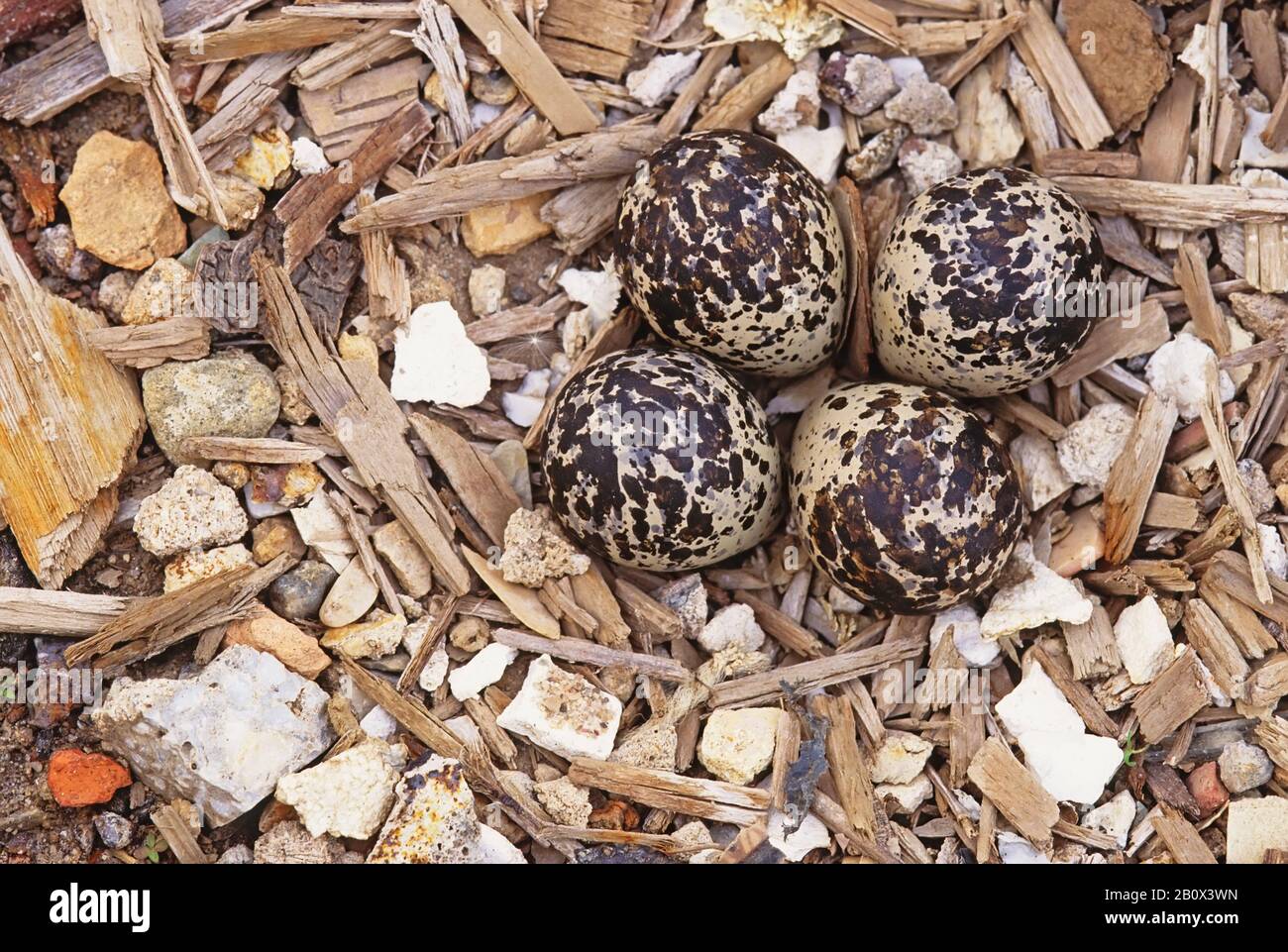 Killdeer eggs and nest Stock Photo Alamy