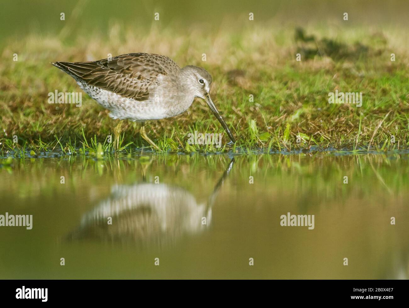 Long-billed dowitcher during autumn migration Stock Photo