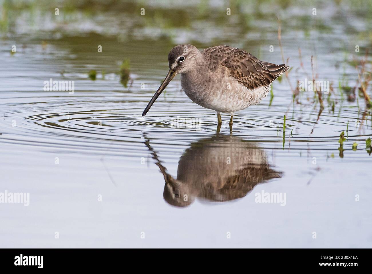Long-billed dowitcher during autumn migration Stock Photo