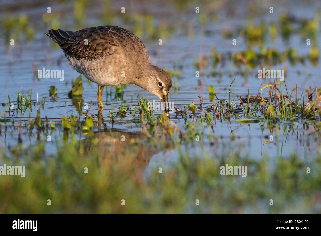 Long-billed dowitcher during autumn migration Stock Photo