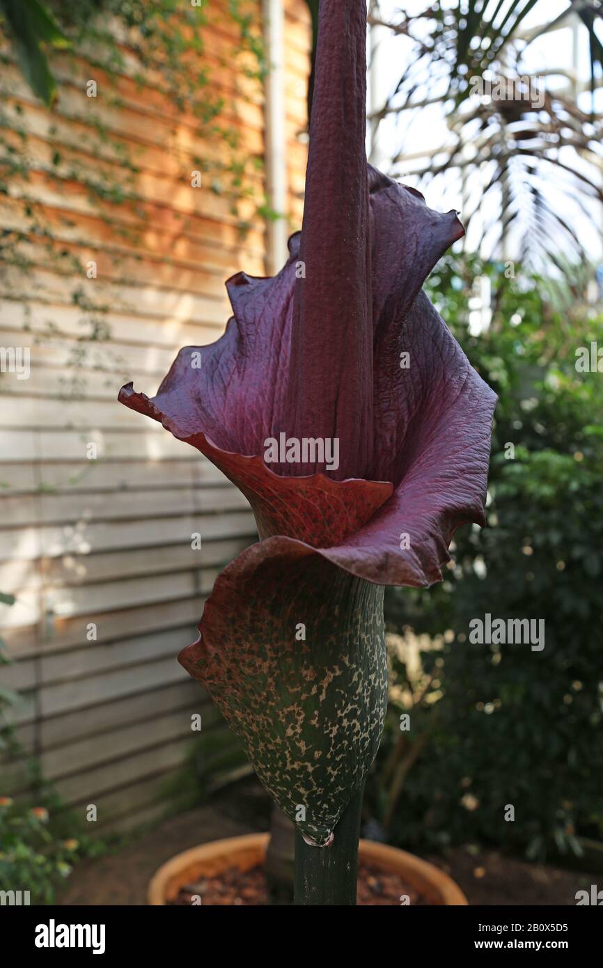 Corpse Flower (Amorphophallus rivieri), Glasshouse, RHS Garden Wisley, Woking, Surrey, England, Great Britain, United Kingdom, UK, Europe Stock Photo