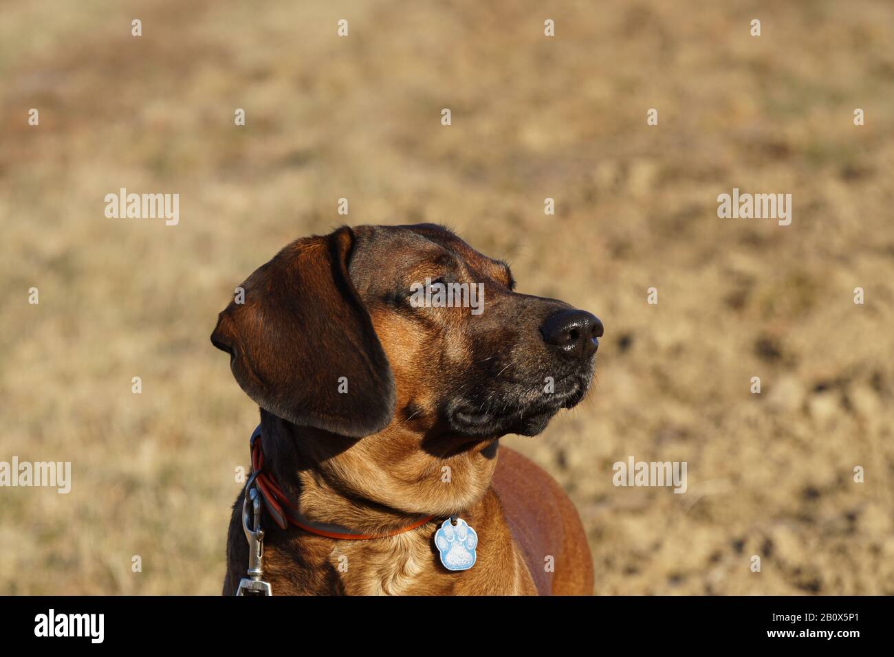 Bayrischer Gebirgsschweißhund auf dem Rasen Stock Photo