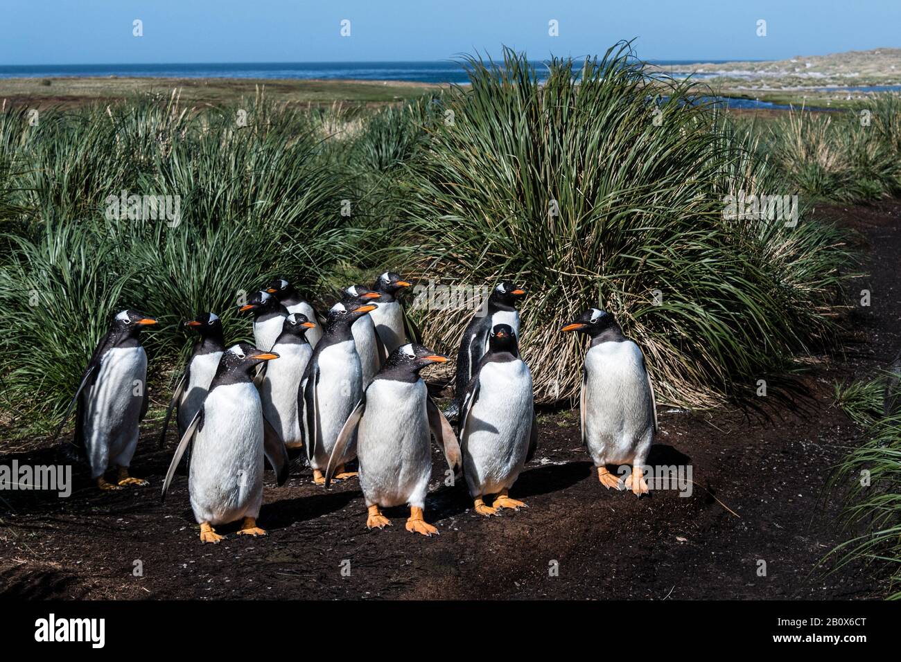 Front view of a group of Gentoo Penguins in a colony on Sea Lion Island, in the Falkland Islands, South Atlantic Ocean Stock Photo