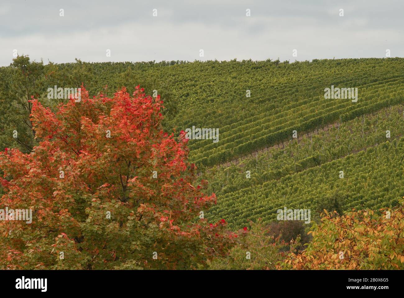 Weinberge in Mainstockheim Stock Photo