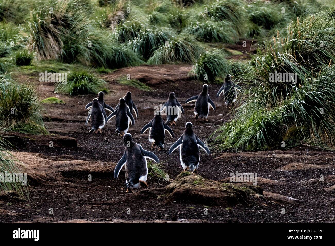 Rear view of a group of Gentoo Penguins on their way to the sea on Sea Lion Island, in the Falkland Islands, South Atlantic Ocean Stock Photo