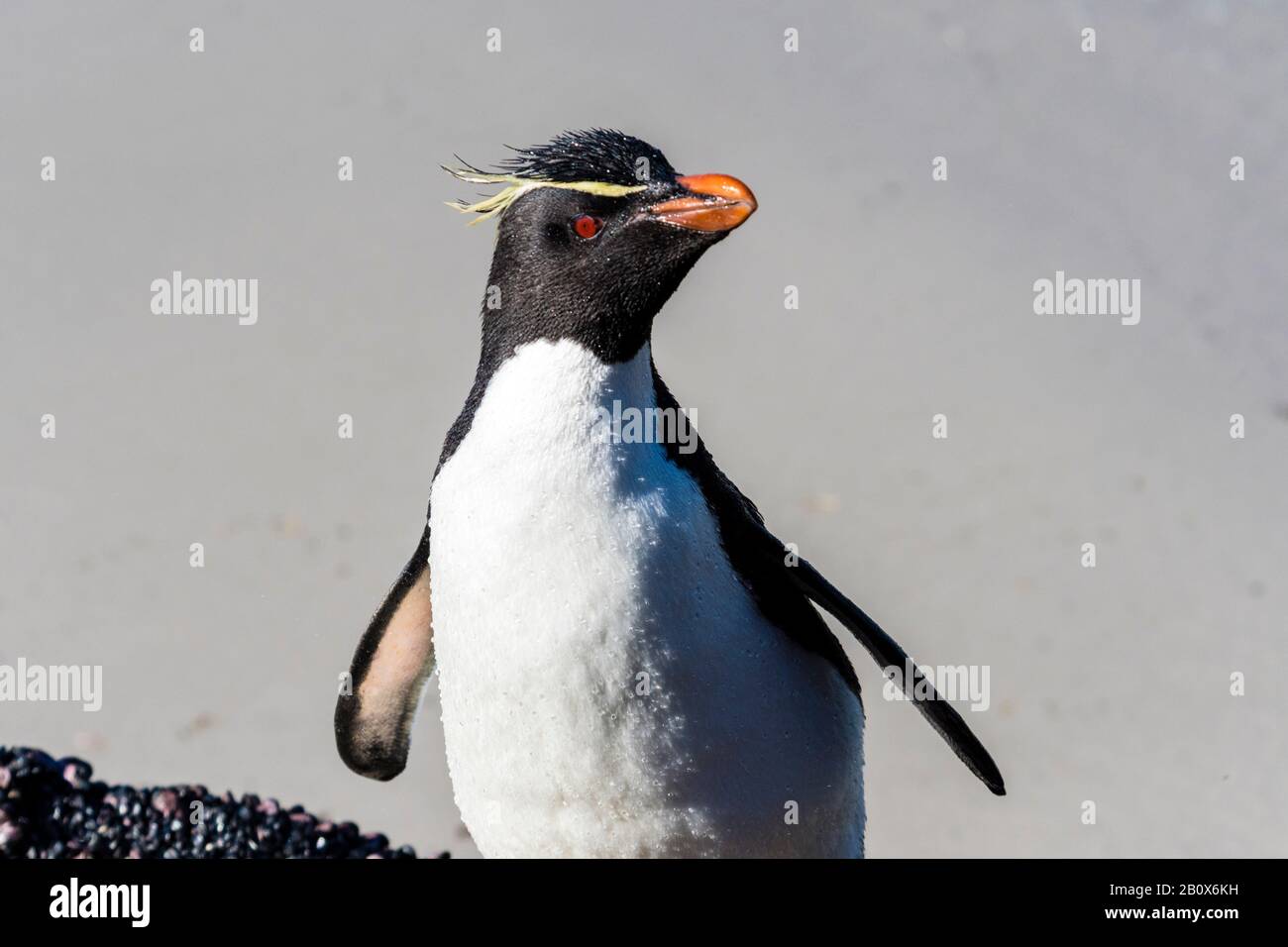 Portrait of a cute Southern Rockhopper Penguin, Eudyptes (chrysocome) chrysocome, at the Neck of Saunders Island, Falkland Islands Stock Photo