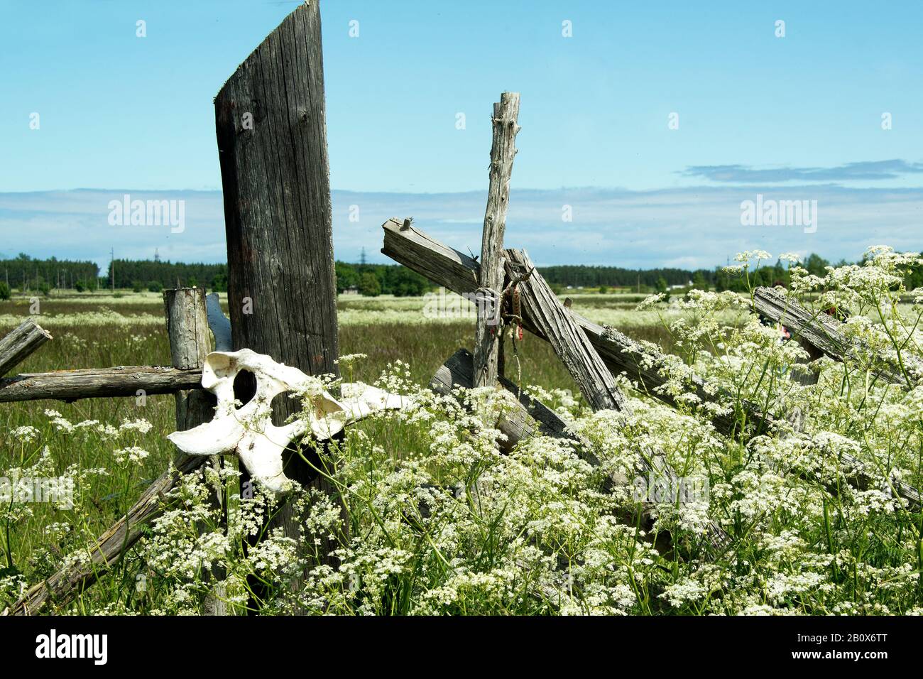 Old wooden fence with animal skulls. Large skulls of animals on a wooden hedge. Stock Photo