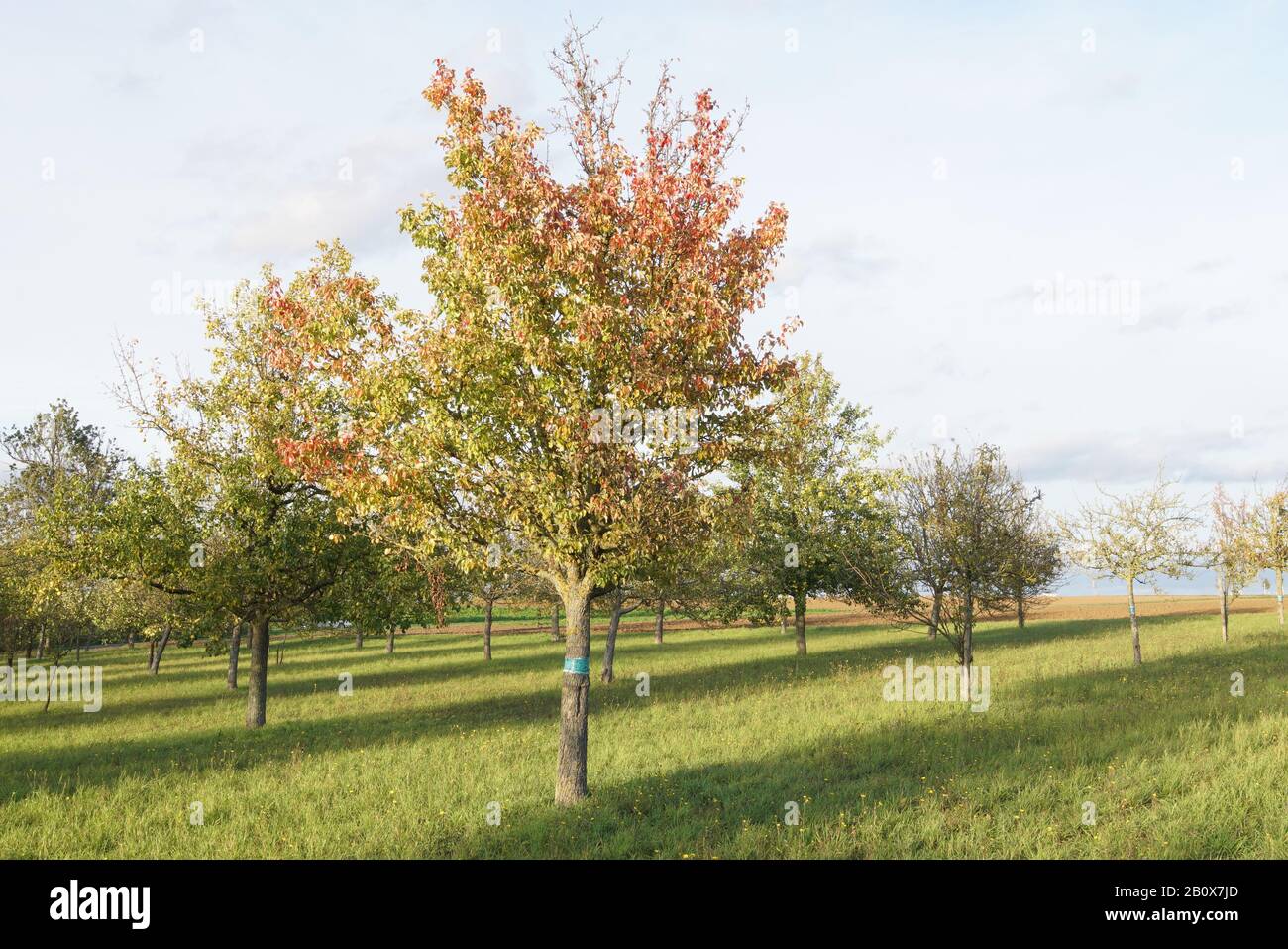 Obstbaumlandschaft im Ochsenfurter Bau Stock Photo