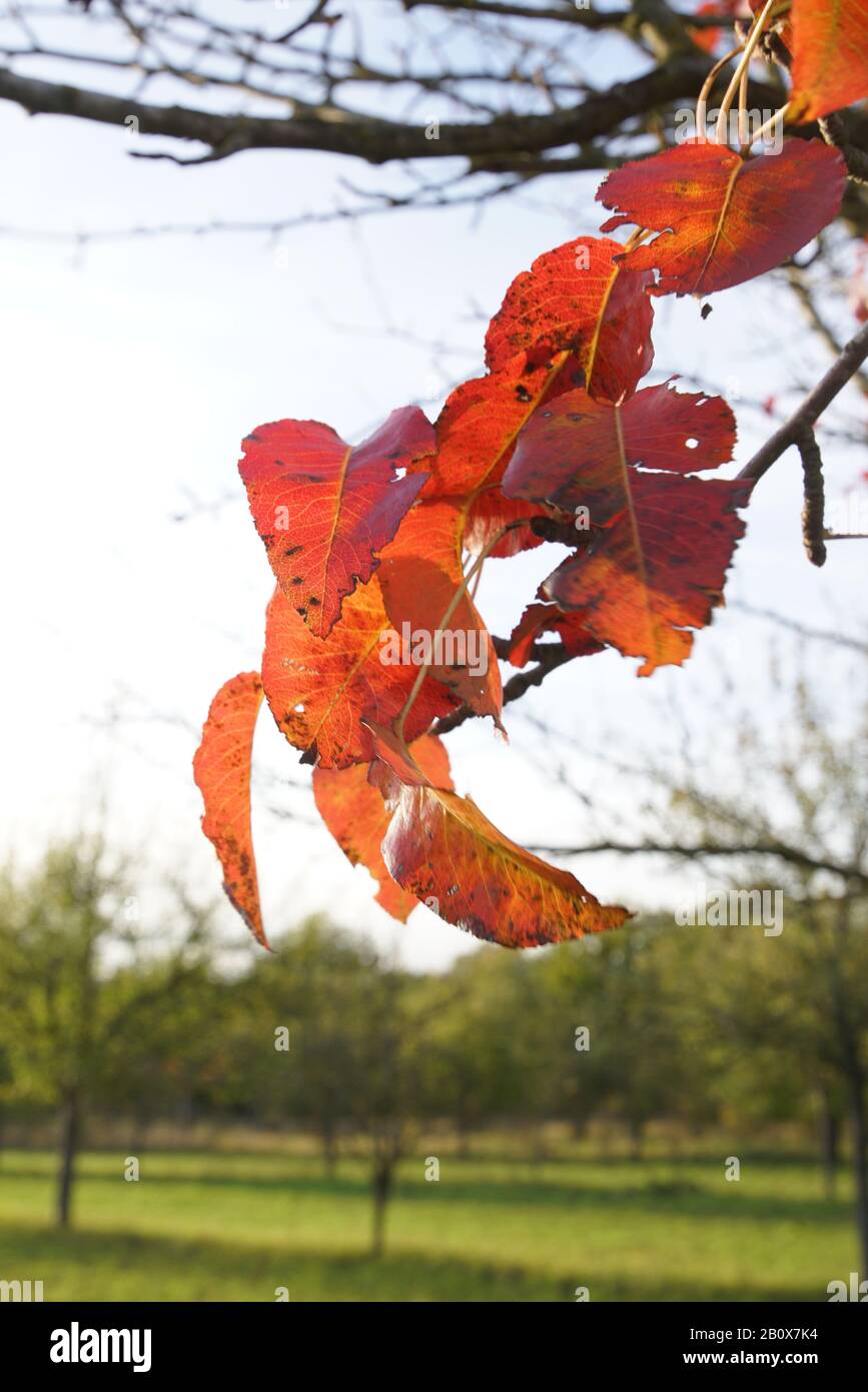 Bunter Birnbaumblätterzweig im Herbst Stock Photo