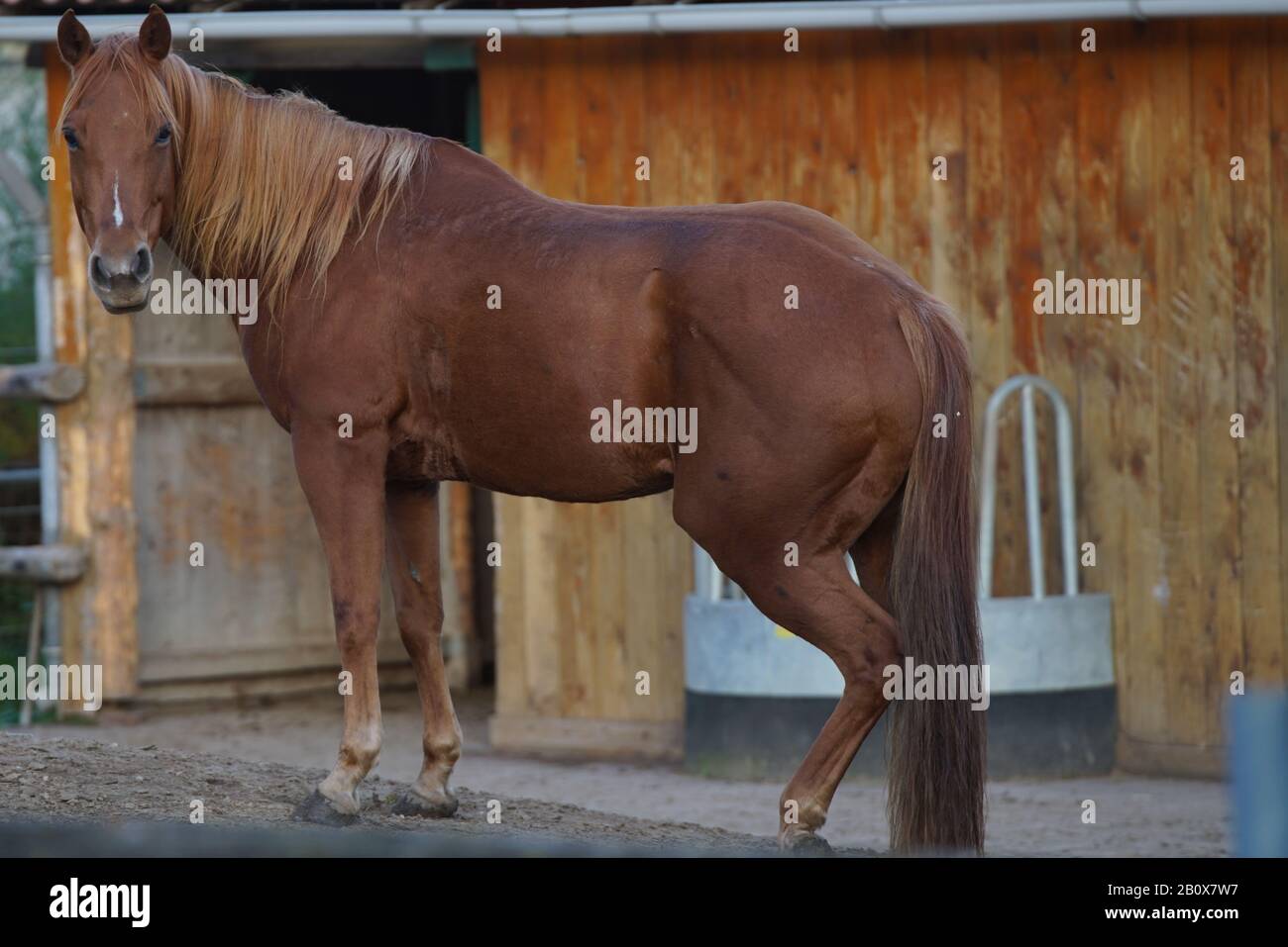 Pferd in Pensionsstall Stock Photo