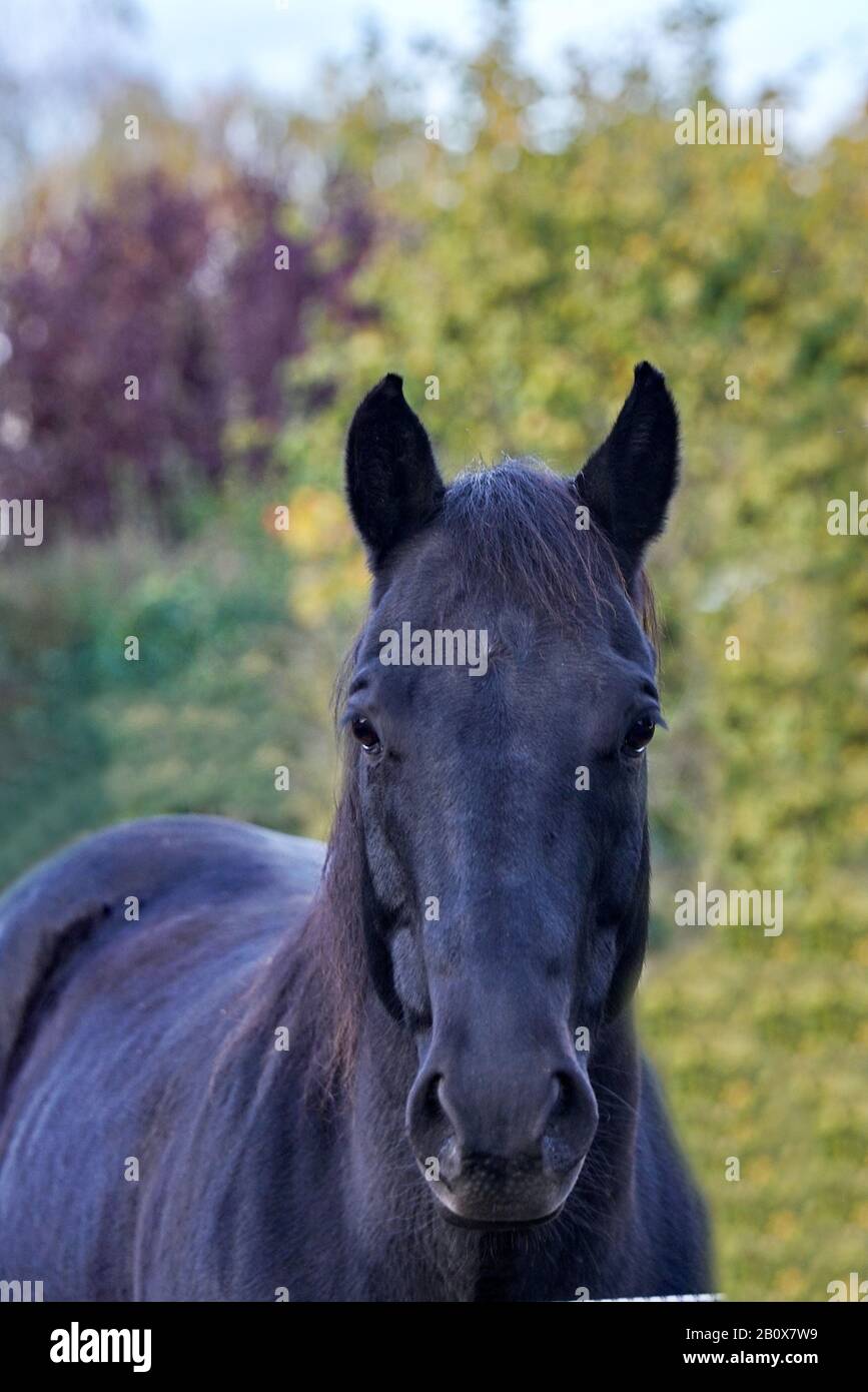 Pferd in Pensionsstall Stock Photo