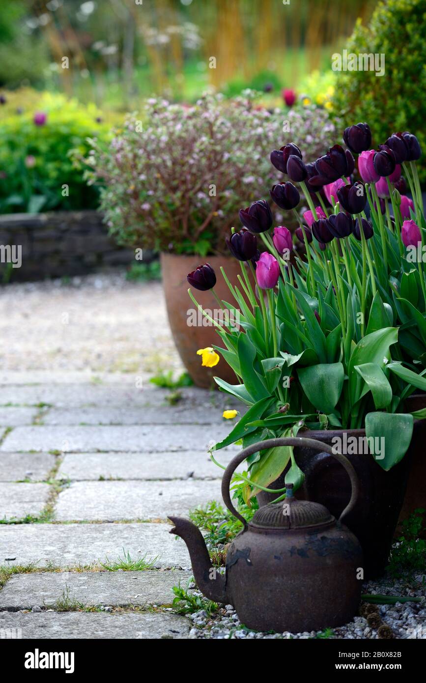 tulipa merlot,tulip paul sherer,old kettle,cottage garden planting style,mix,mixed bed,mixed tulip border,red,purple,flowers,flowering,spring,garden,g Stock Photo