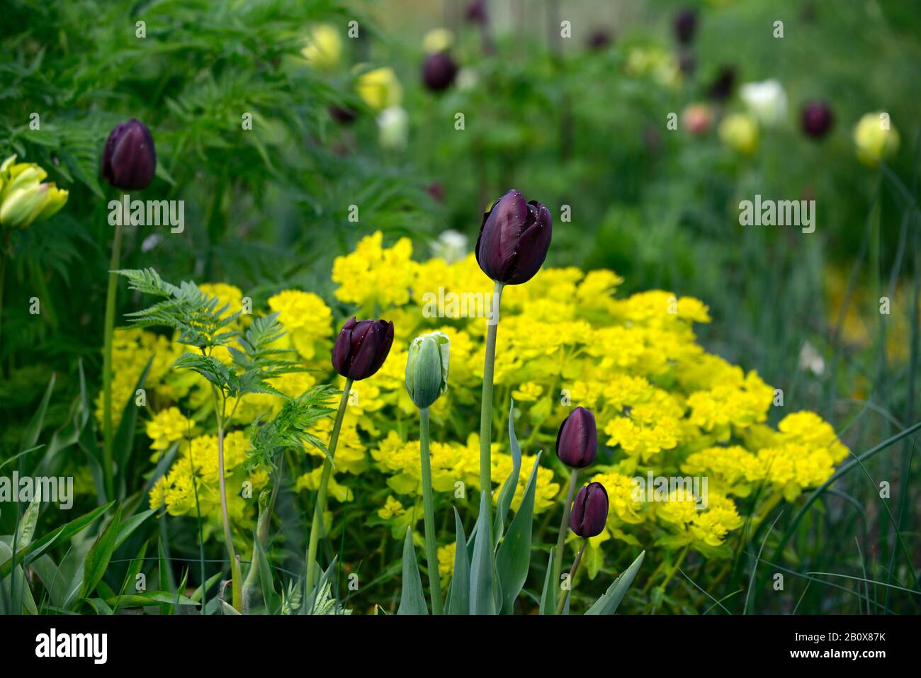 Tulipa queen of the night,tulipa Yellow Spring Green,tulipa Green Spirit,euphorbia polychroma,Cushion Spurge,Euphorbia epithymoides,mixed,mixed,green Stock Photo