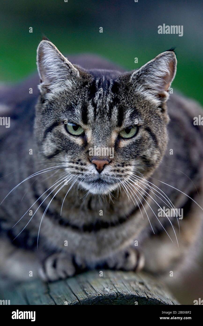 getigerte graumelierte Hauskatze Stock Photo