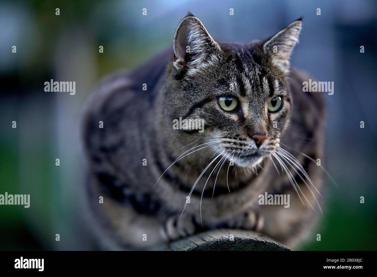 Katzenaugen hi-res stock photography and images - Alamy