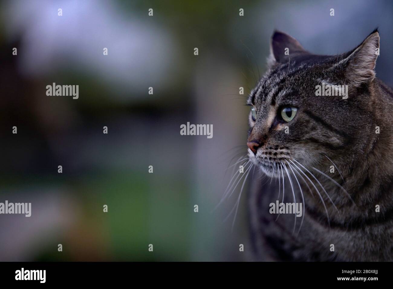 getigerte graumelierte Hauskatze Stock Photo
