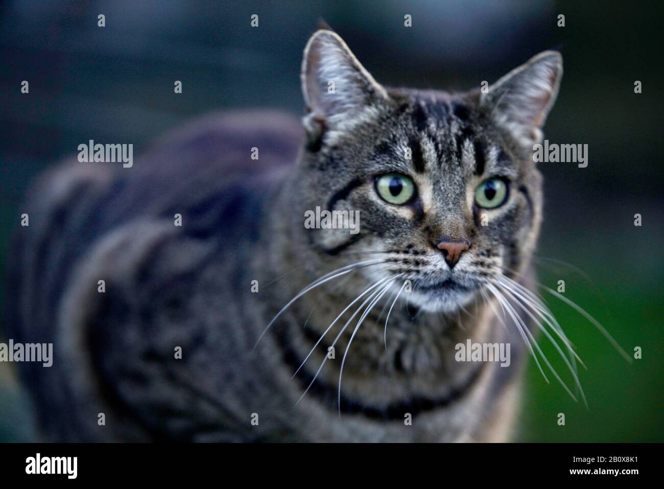getigerte graumelierte Hauskatze Stock Photo