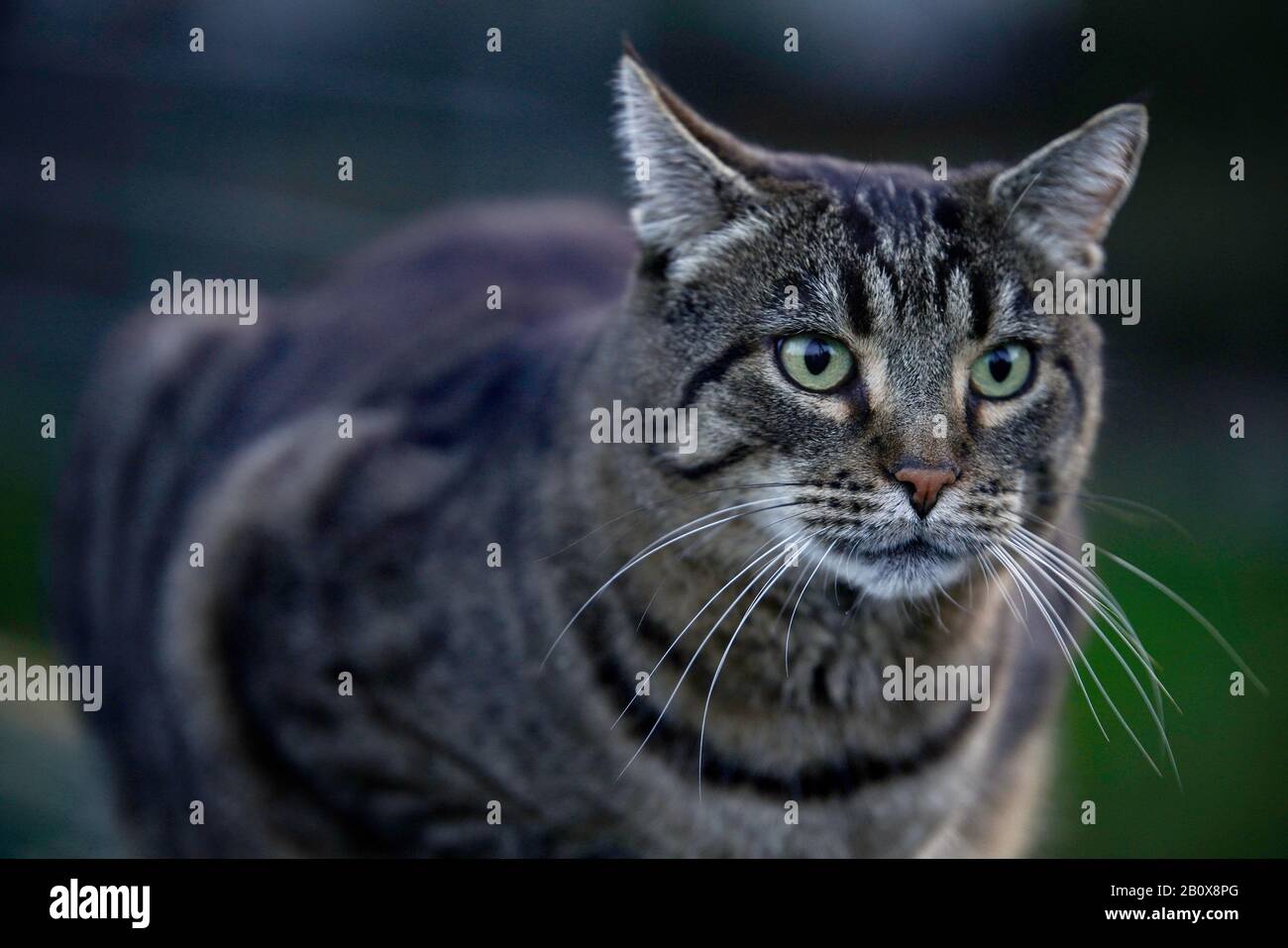 getigerte graumelierte Hauskatze Stock Photo