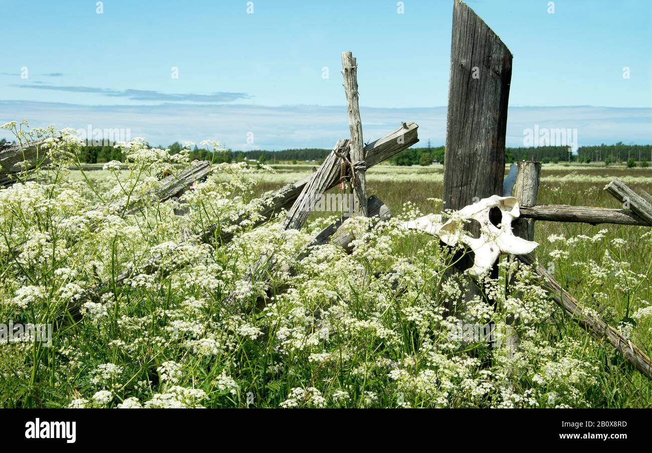 Old wooden fence with animal skulls. Large skulls of animals on a wooden hedge. Stock Photo