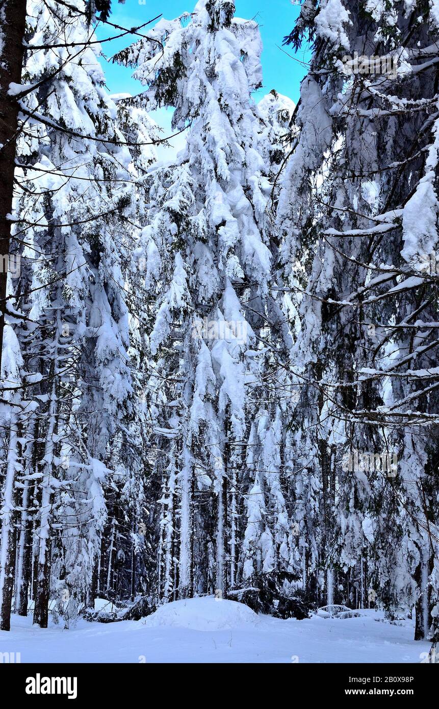 Snowy pine forest hi-res stock photography and images - Alamy