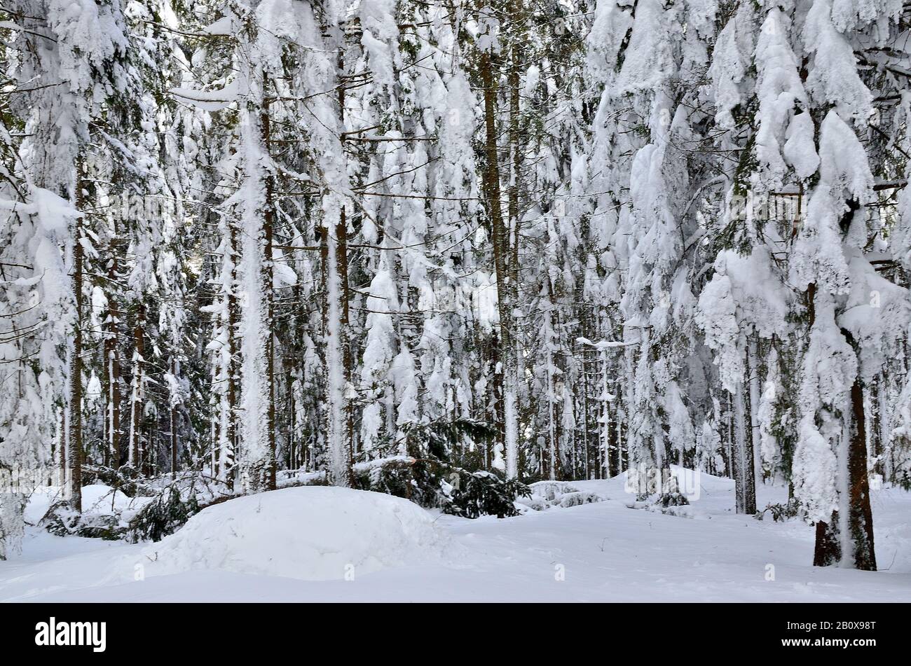 Huge Pine Trees in Forest covered with Snow during Wintertime in Transylvania. Stock Photo