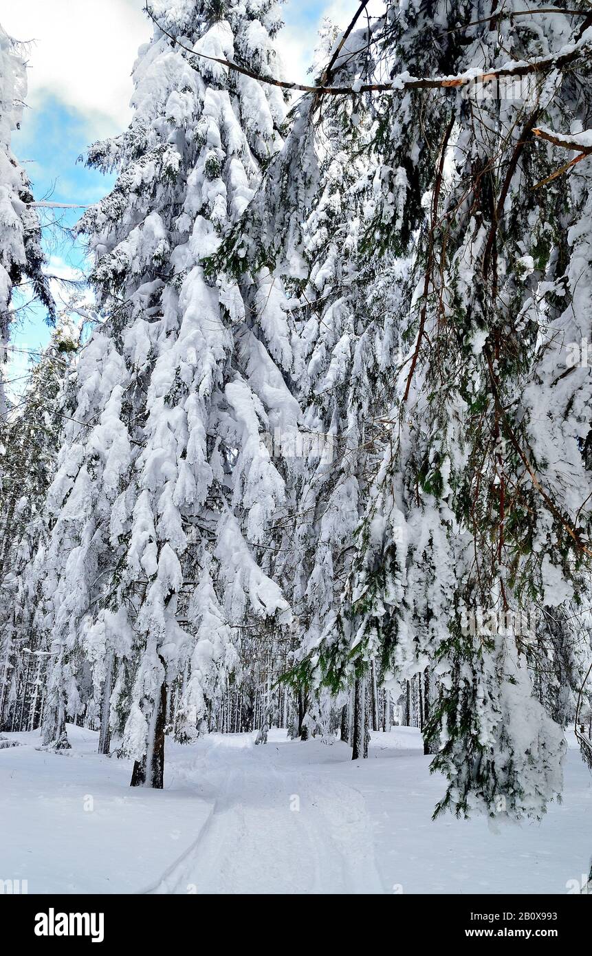 Walking inside the Pine Forest covered with Snow in Transylvania Stock ...