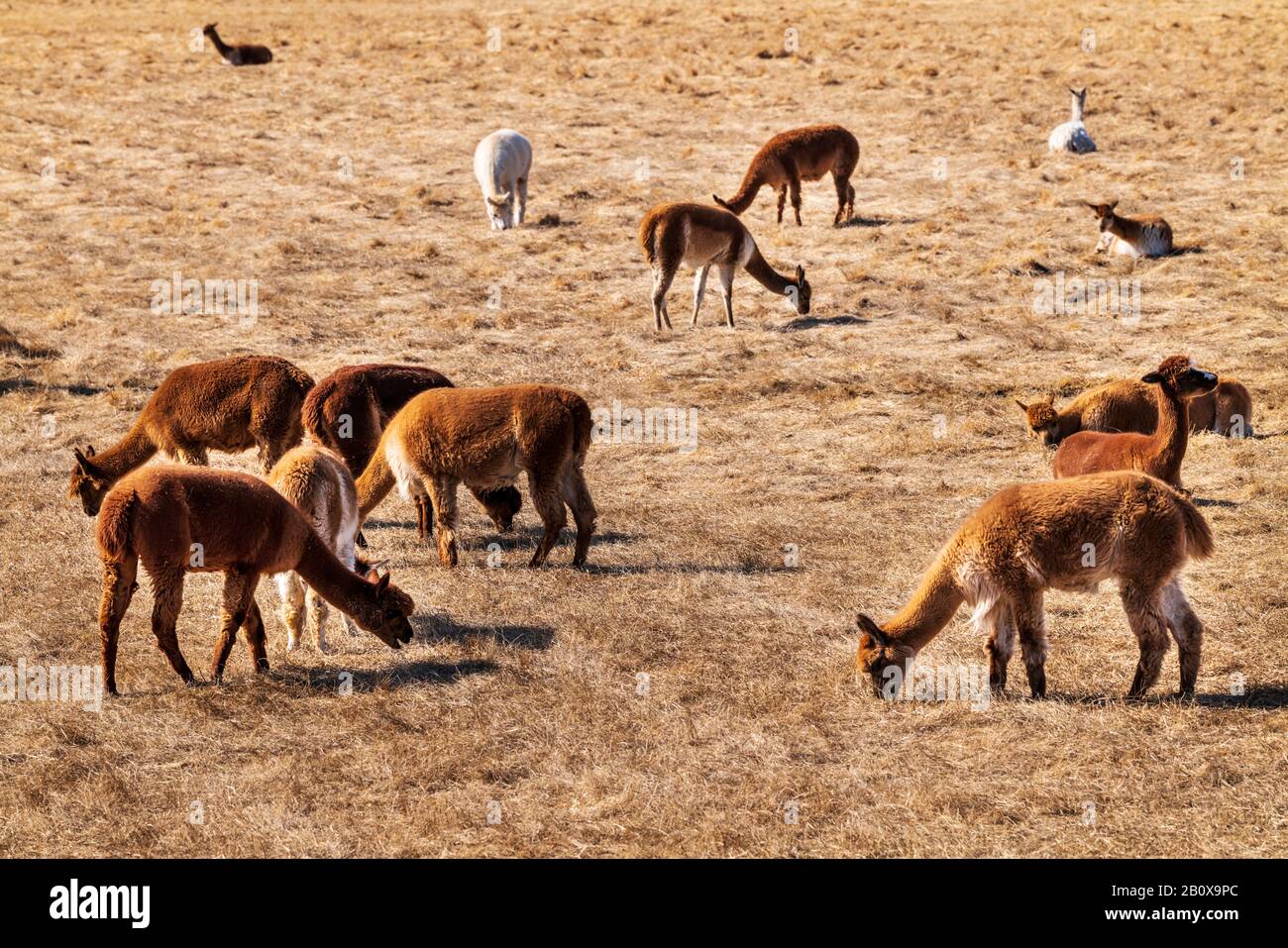 Alpacas and Paco-Vicuñas graze in central Colorado pasture; USA Stock Photo
