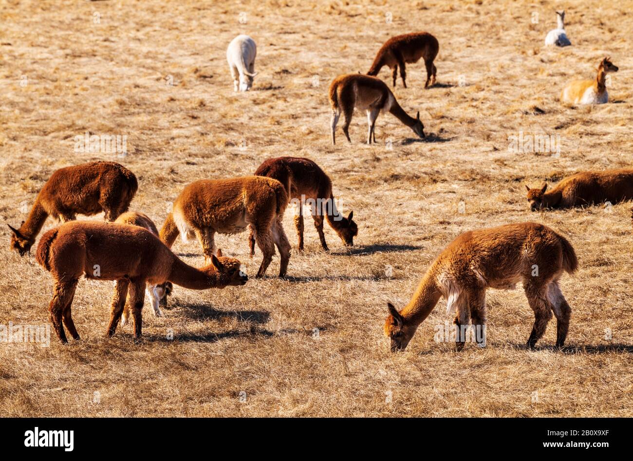 Alpacas and Paco-Vicuñas graze in central Colorado pasture; USA Stock Photo