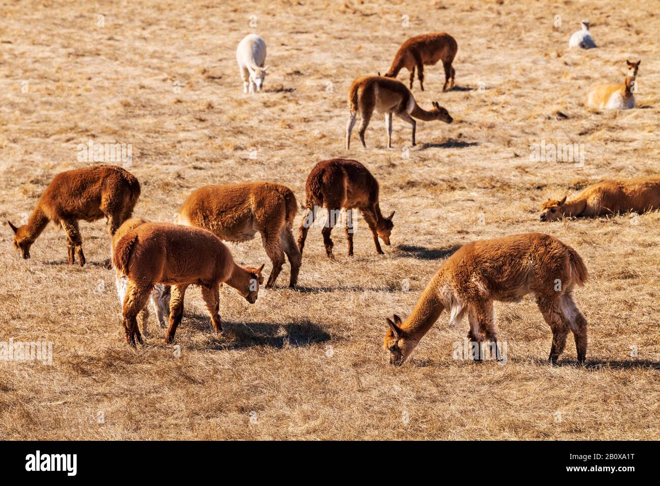 Alpacas and Paco-Vicuñas graze in central Colorado pasture; USA Stock Photo