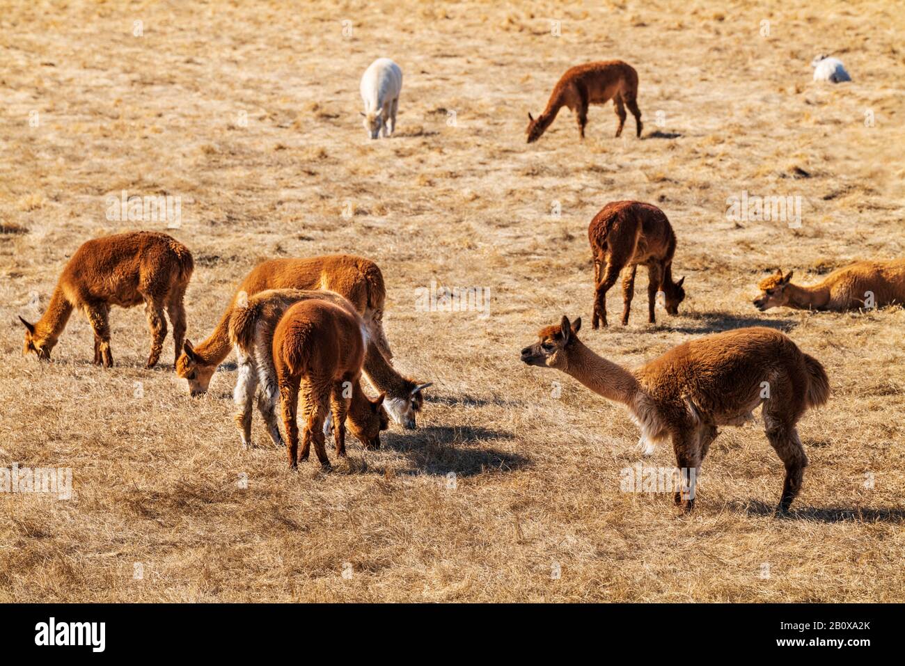 Alpacas and Paco-Vicuñas graze in central Colorado pasture; USA Stock Photo