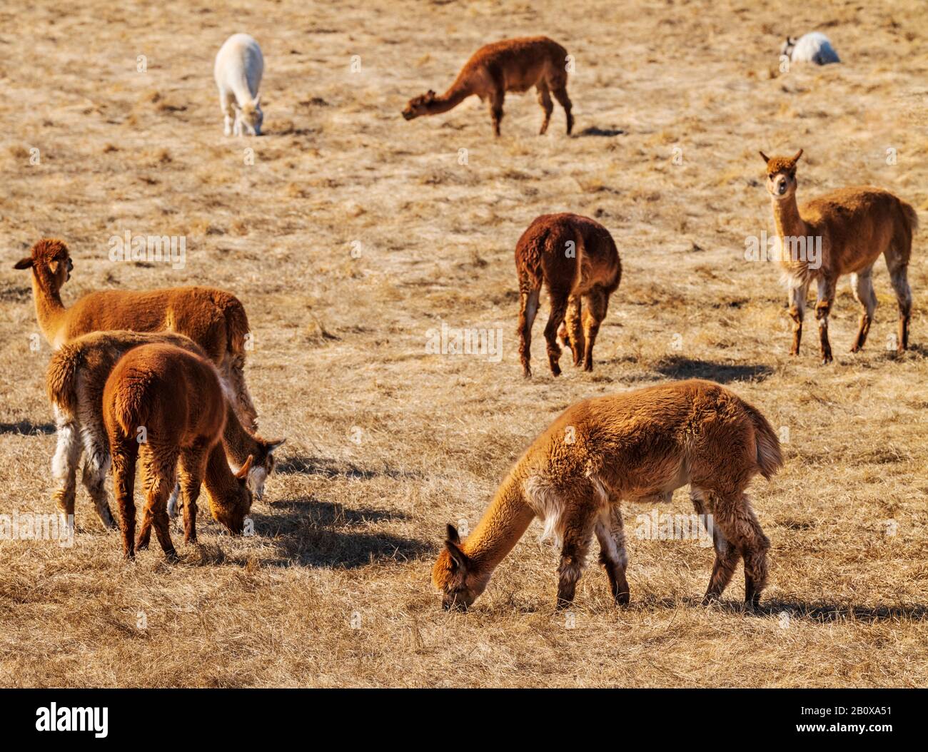 Alpacas and Paco-Vicuñas graze in central Colorado pasture; USA Stock Photo