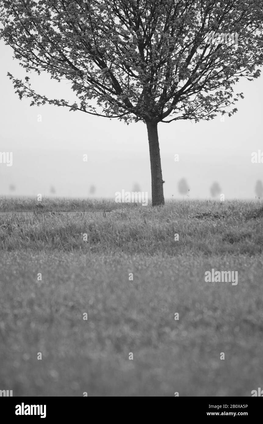 Black and white tree and meadow Black and White Stock Photos & Images ...