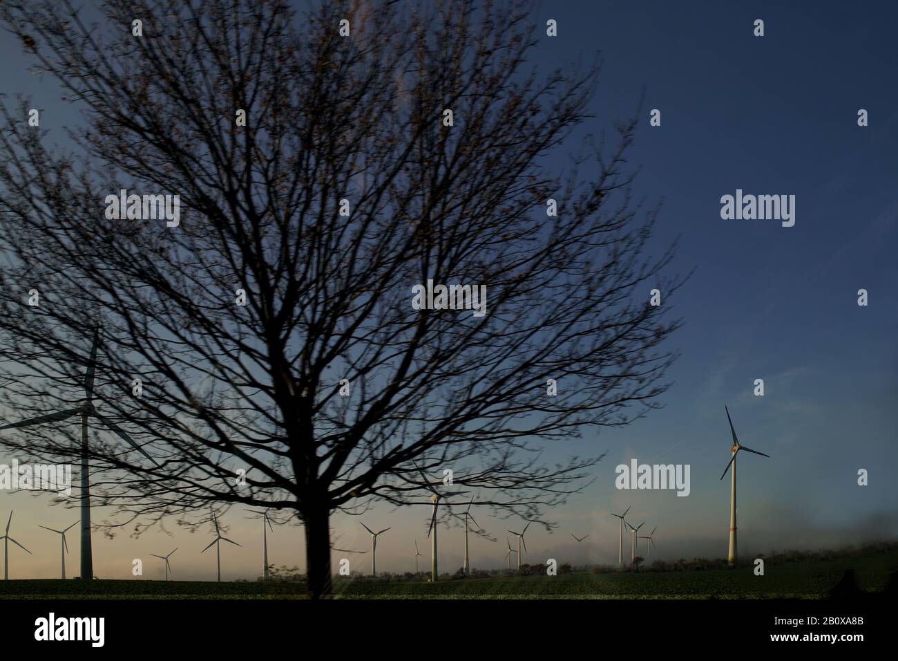 Baumsilhouette mit Himmel Stock Photo