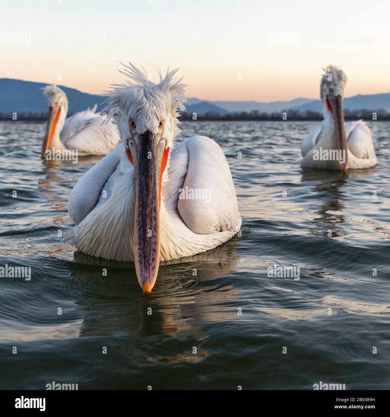 Three Dalmatian Pelican (Pelecanus crispus) swimming on Lake Kerkini, Northern Greece Stock Photo