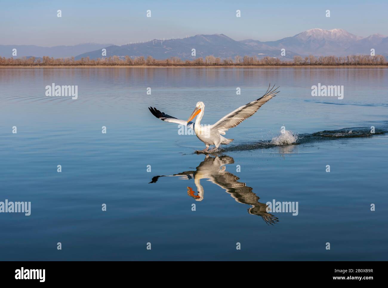 Dalmatian Pelican (Pelecanus crispus) reflected in and just about to land on Lake Kerkini, Northern Greece. Stock Photo