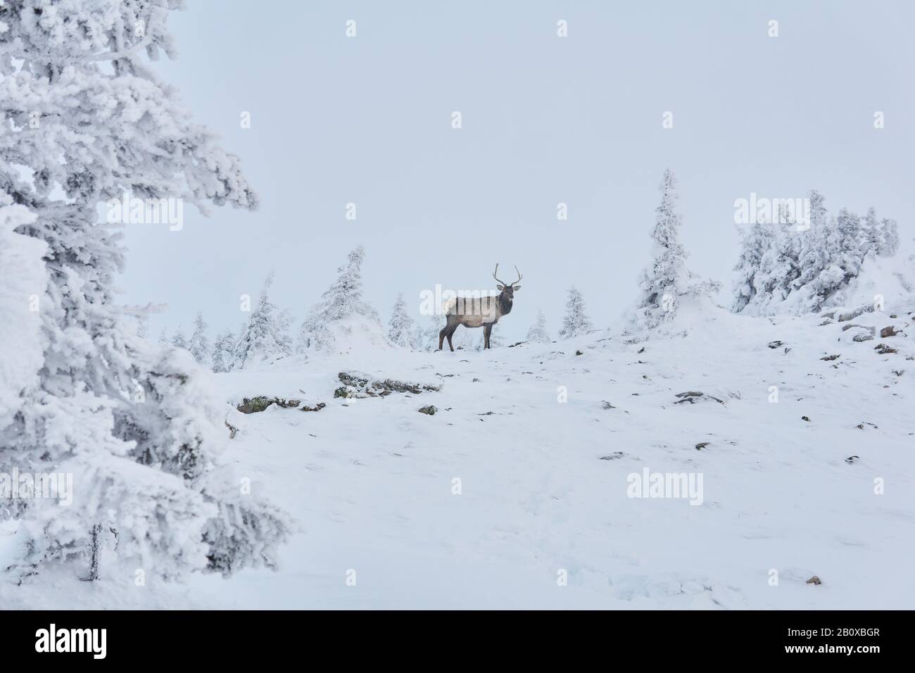 deer in winter snowy mountain forest Stock Photo