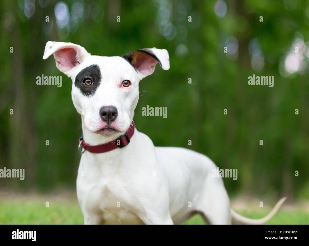 A Terrier mixed breed puppy with large floppy ears and a black eye patch outdoors Stock Photo