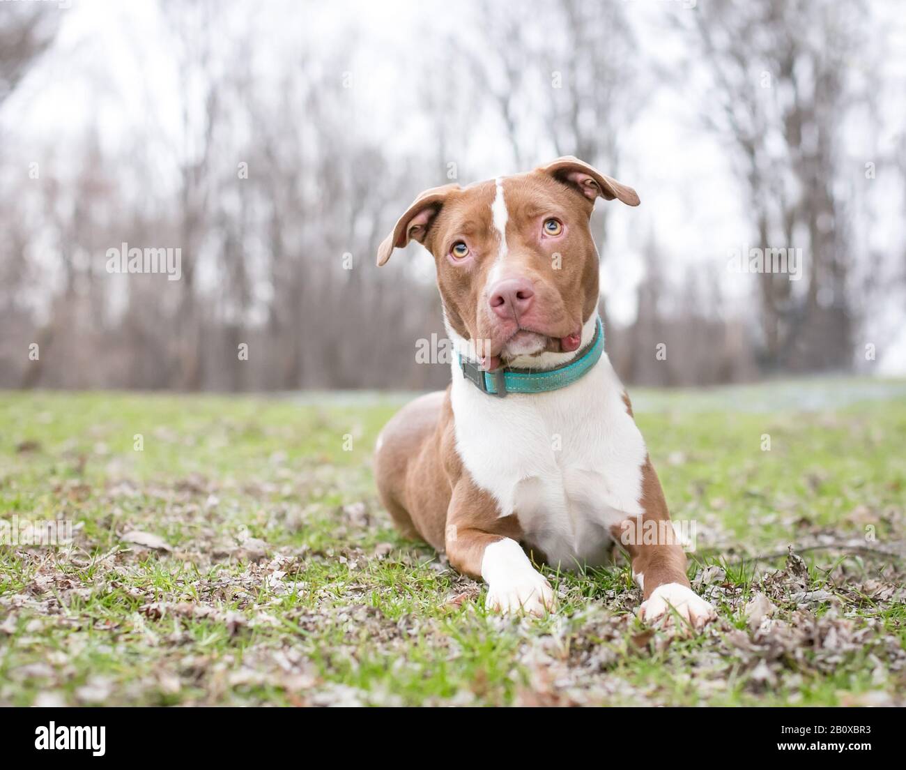 pitbull red merle