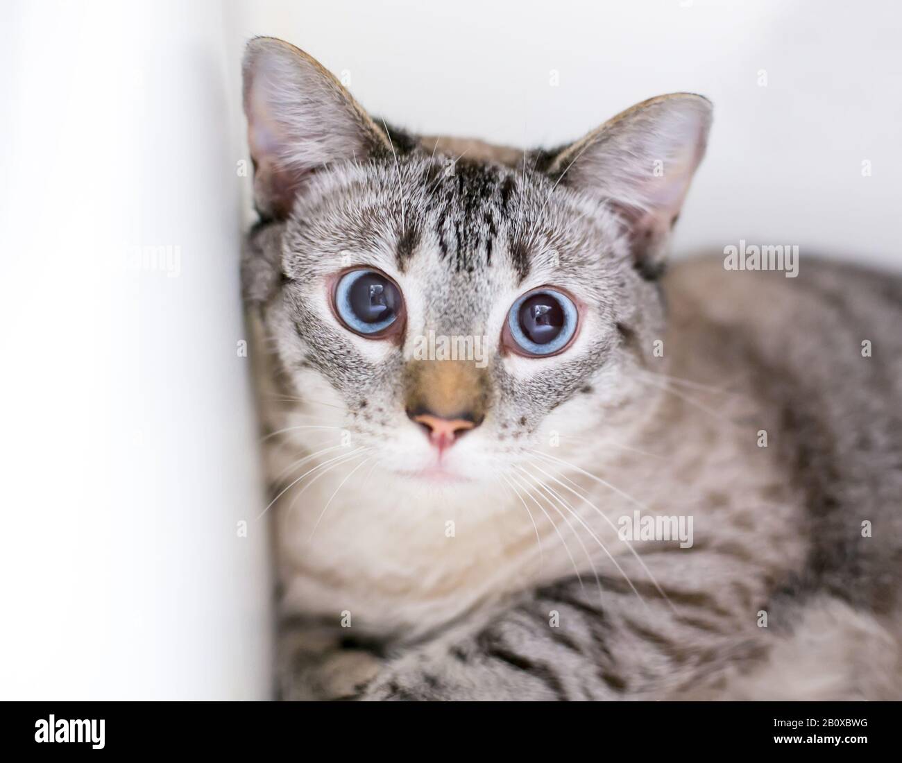 A slightly cross-eyed domestic shorthair cat with a nervous expression and dilated pupils Stock Photo