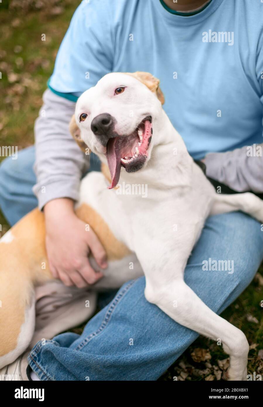 A happy Pit Bull Terrier mixed breed dog sitting in a person's lap Stock Photo