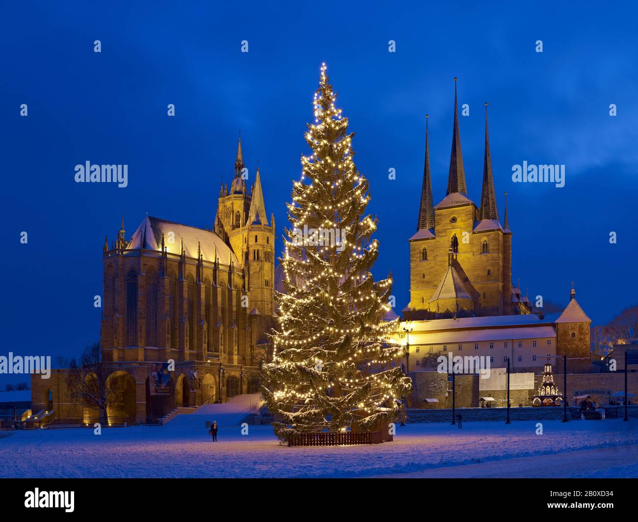 Cathedral square with Christmas tree, cathedral and Severikirche, Erfurt, Thuringia, Germany, Stock Photo