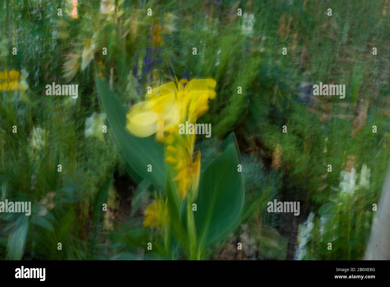 Wischtechnikfotografie mit gelber Blume Stock Photo