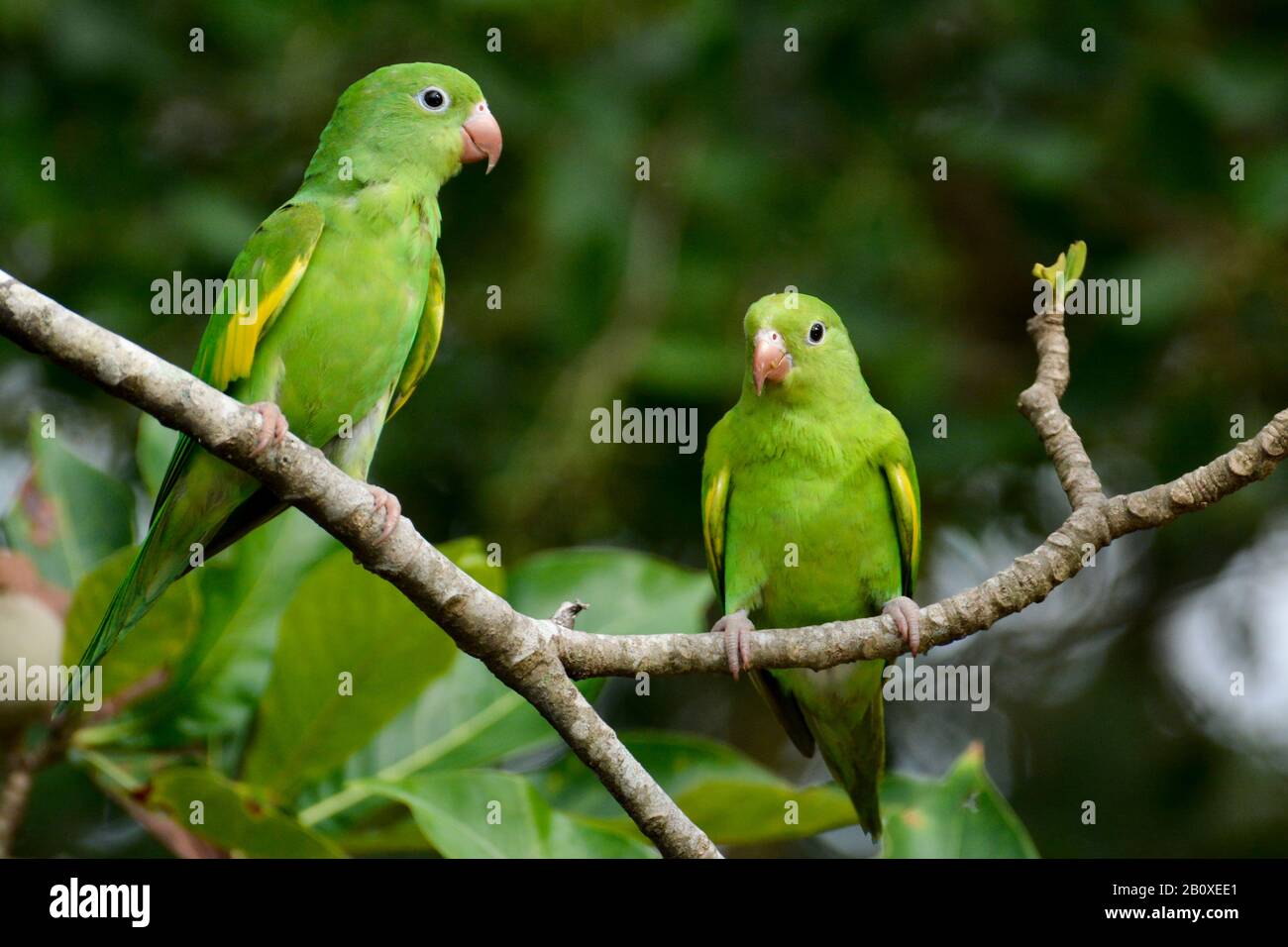 Green Plain Parakeet in Pantanal Stock Photo