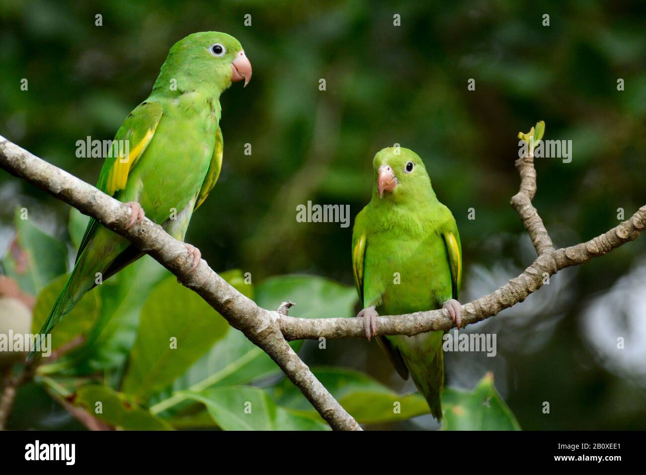 Plain parakeet sales